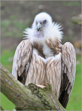 <p>SUP HIMALÁJSKÝ (Gyps himalayensis) ZOO Ústí nad Labem</p>